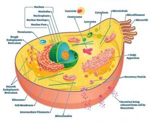 The-Fundamental-Unit-of-Life